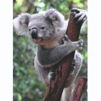 Ravensburger Lieve Panda &amp; Koala puzzel 2x 500 stukjes